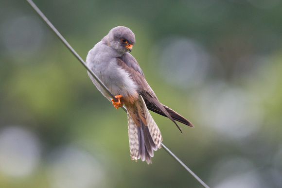 Red-footed Falcon 2 - Stoke 130715