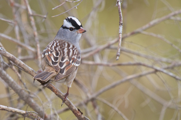 White-throated Sparrow - Algonquin