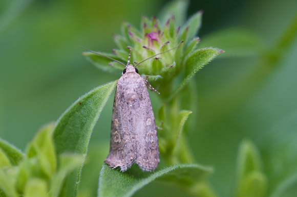 Small Mottled Willow 2