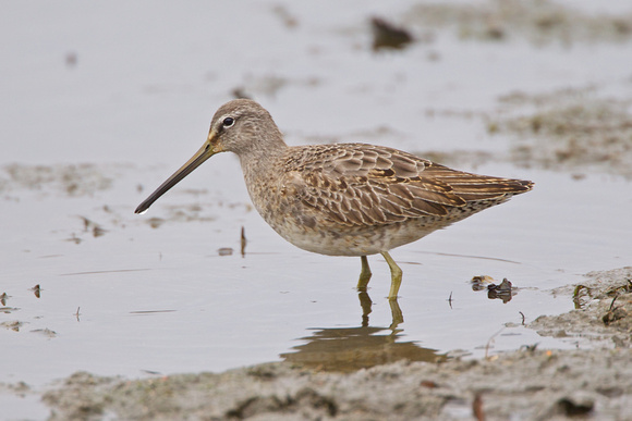 Long-billed Dowitcher - Poole 5th February 2011