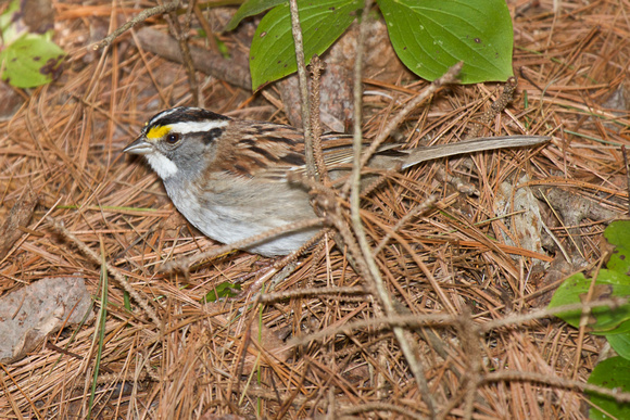 White-throated Sparrow - Algonquin (1)
