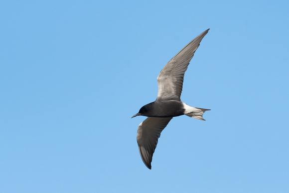 American Black Tern 12 - Long Nanny - May 22