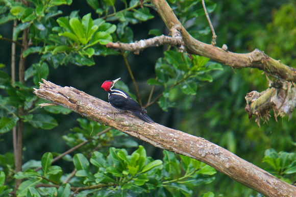 Crimson-crested Woodpecker 2