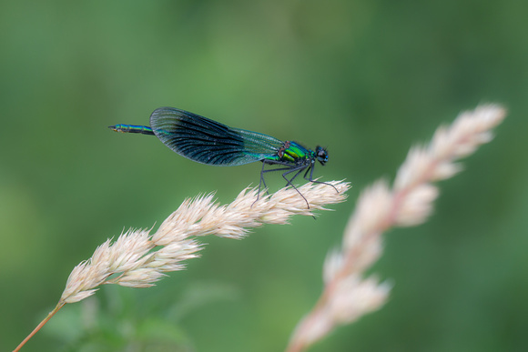 Banded Demoiselle - Paxton Pits 240617