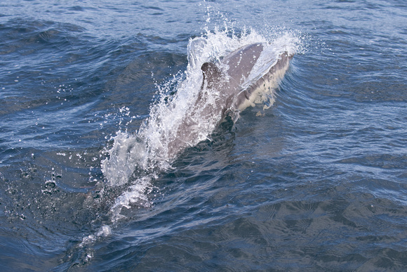 Common Dolphin - Pelagic, Scilly 020815