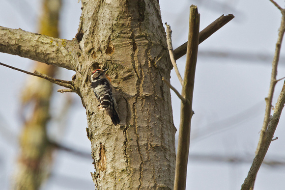 Lesser Spotted Woodpecker - Lynford