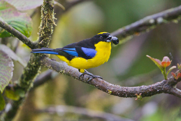 Blue-winged Mountain Tanager 5