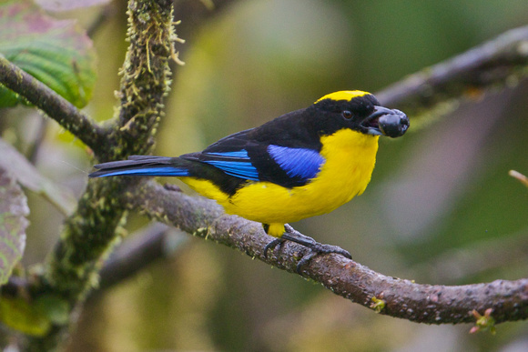 Blue-winged Mountain Tanager 6