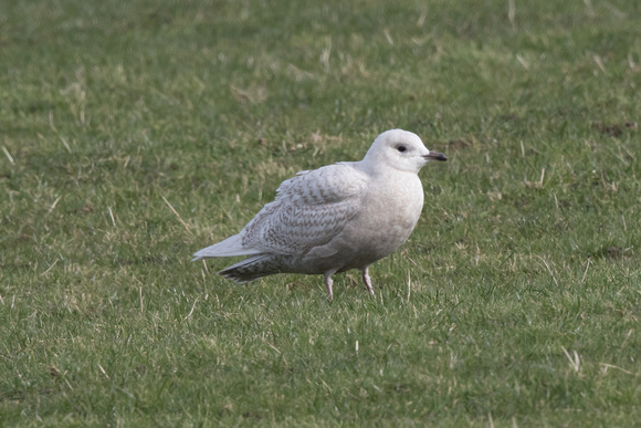 Iceland Gull 2 - Anglesey 260216