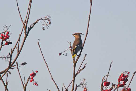 waxwing 3- Holt