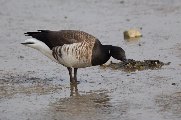 Pale-belled Brent 7 - Anglesey March14