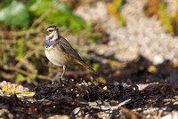 Bluethroat 10 - Porthellick