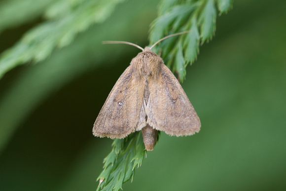 Twin-spotted Wainscot 2