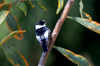 Collared Flycatcher 4 - Cyprus - Apr24