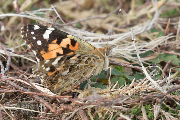 Painted Lady - St Marys Oct 2015