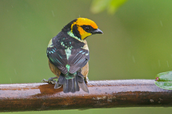 Flame-faced Tanager 2