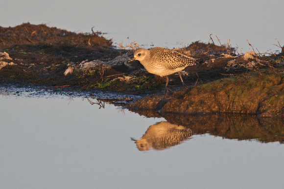 Grey Plover 4 - Titchwell