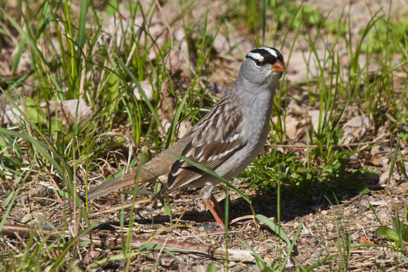 White-crowned Sparrow 4 - Algonquin