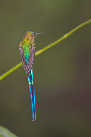 Violet-tailed Sylph 2