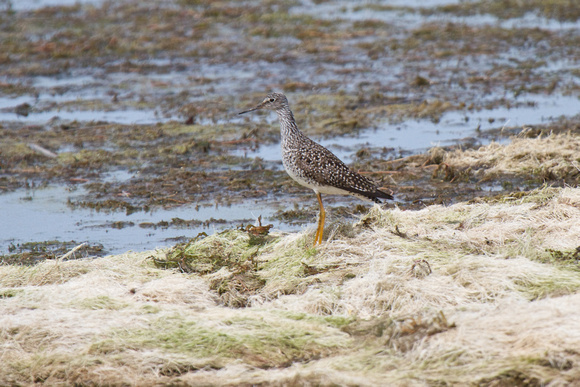 Greater Yellowlegs - Long Point
