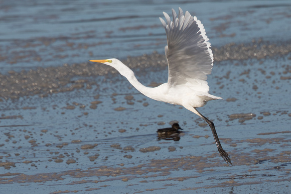 Great White Egret 9 - Conwy - 021016