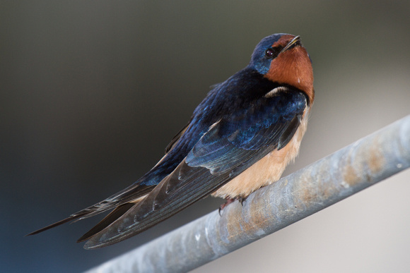 Barn Swallow - Pelee