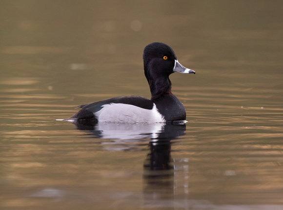 Ring-necked Duck 2 - Pitlochry - 121116