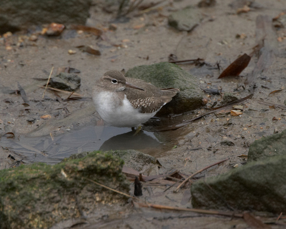 Spotted Sandpiper (3) - Hayle