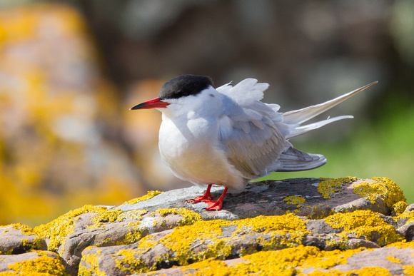 Common Tern 2 - Gairloch May14