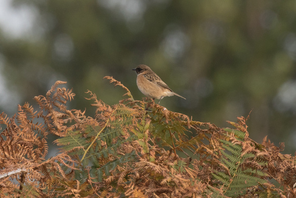 Stonechat (controversial) - St Marys Oct 2015