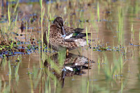Blue-winged Teal 2 - Porthellick - Oct 19
