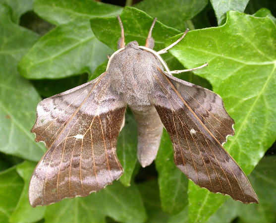Poplar hawk-moth (3) - Garden