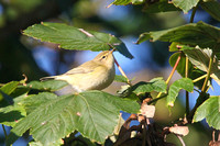 Chiffchaff 3 - Carreg Dhu