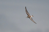 Black Tern 8 - Fairhaven Lake - 140924