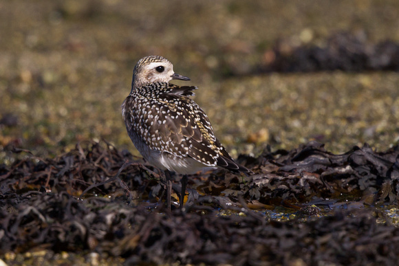 American Golden Plover 14 - Porthellick, St Marys