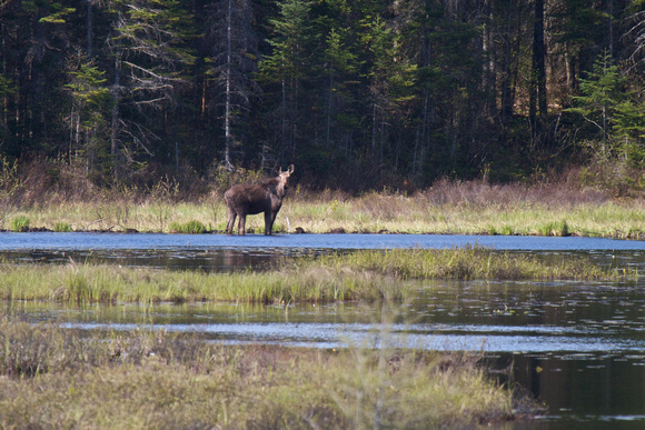 Moose at Wolf Howl Pond