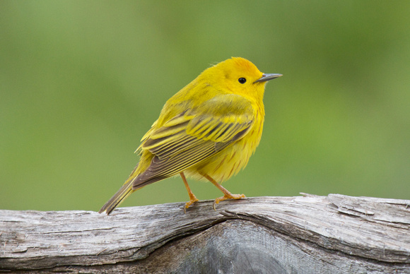 Yellow Warbler - Point Pelee