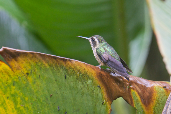 Speckled Hummingbird 2