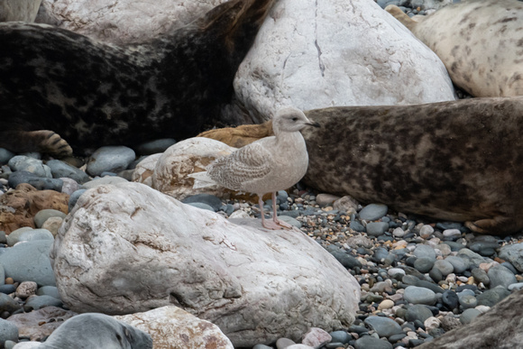 Iceland Gull 2 - Little Orme - 230122