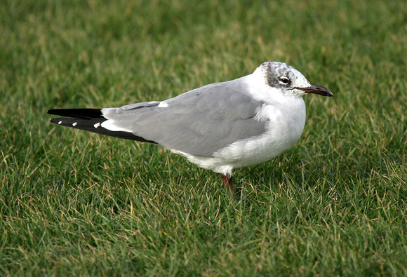 Laughing Gull - Ardrossan