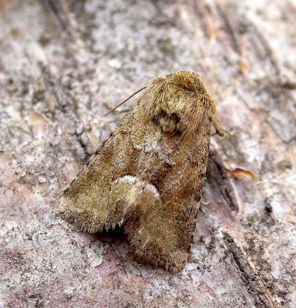Middle-barred Minor - garden