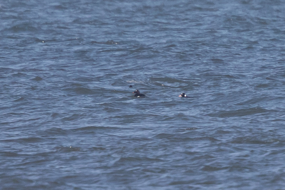 White-winged Scoter and Surf Scoter - Musslebrough - 290318