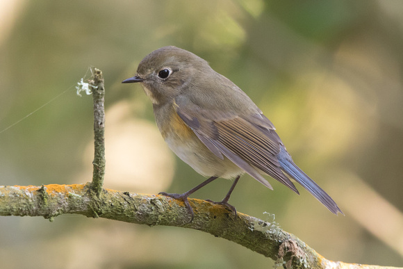 Red-flanked Bluetail 2 - St Agnes Oct 2015
