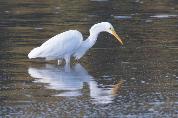 Great White Egret 2 - Conwy - 021016