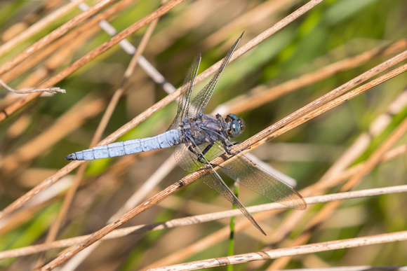 Keeled Skimmer - Anglesey - 300618