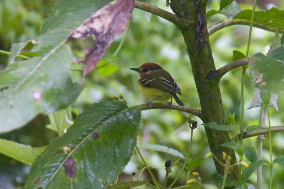 Rufous-crowned Tody-flycatcher