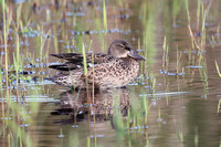 Blue-winged Teal 3 - Porthellick - Oct 19