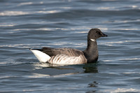 Pale-bellied Brent - WKML - 251220