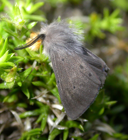 Muslin Moth (2) - Garden