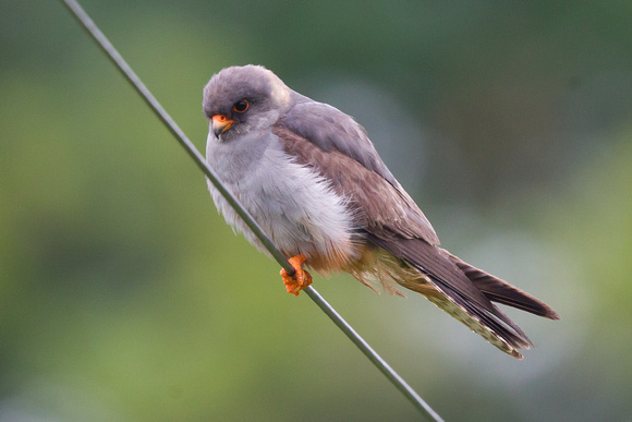 Red-footed Falcon 7 - Stoke 130715